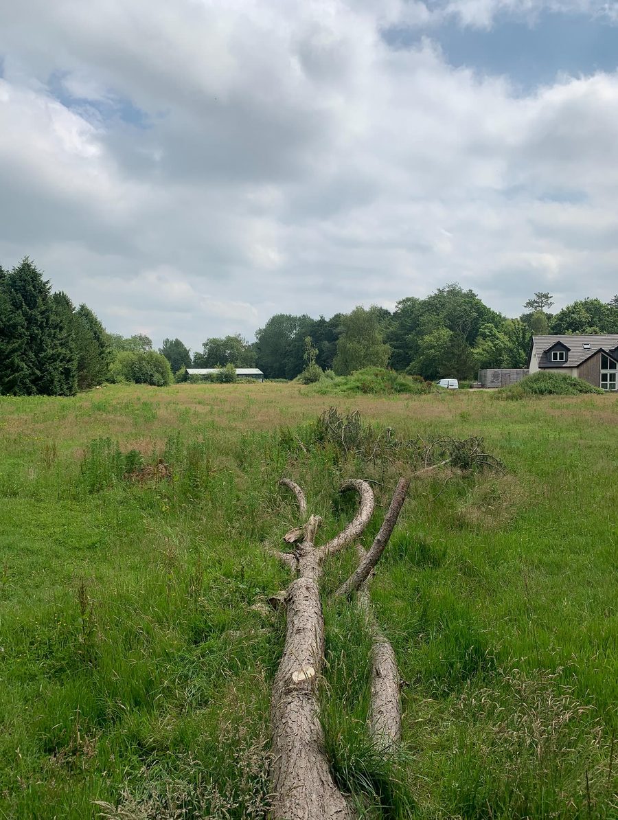 A fallen pine tree across a field