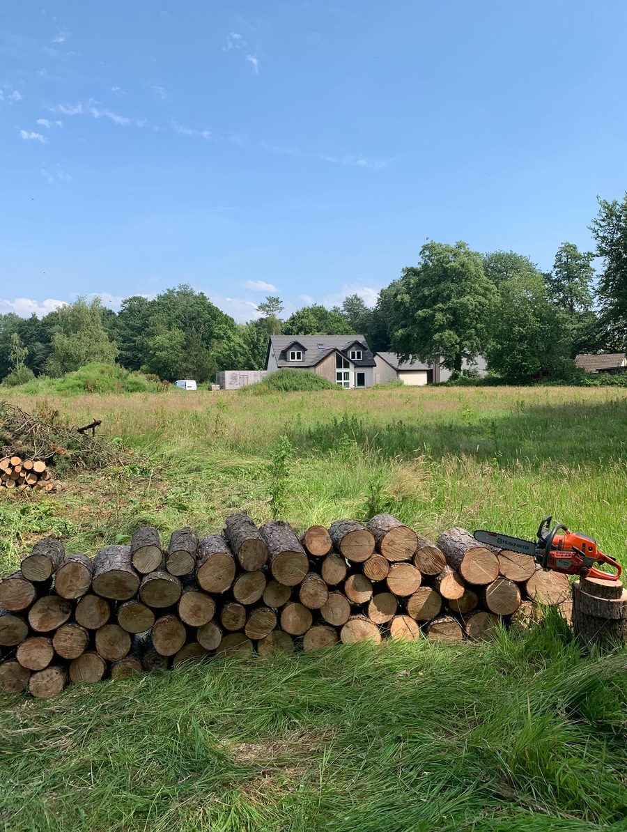 A storm damaged pine cut into logs and stacked in a field