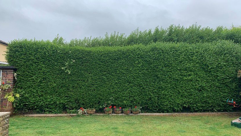 A tall privet hedge along a garden