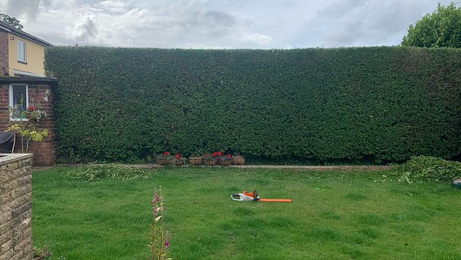 A long privet hedge cut level along a garden