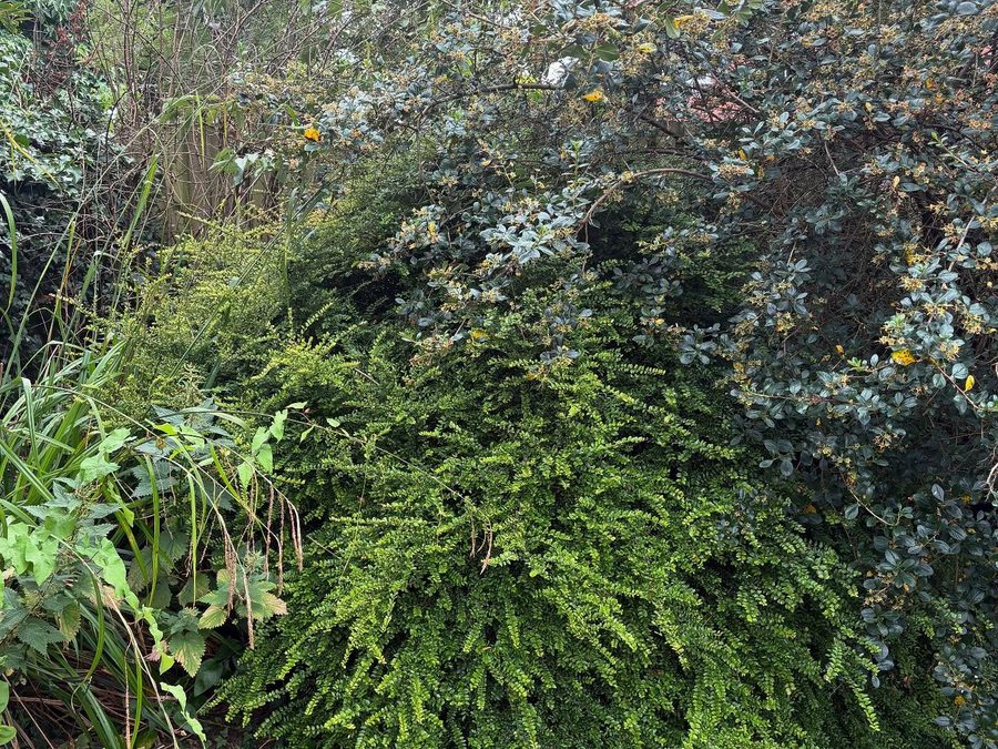 A garden edge lost under overgrown shrubs