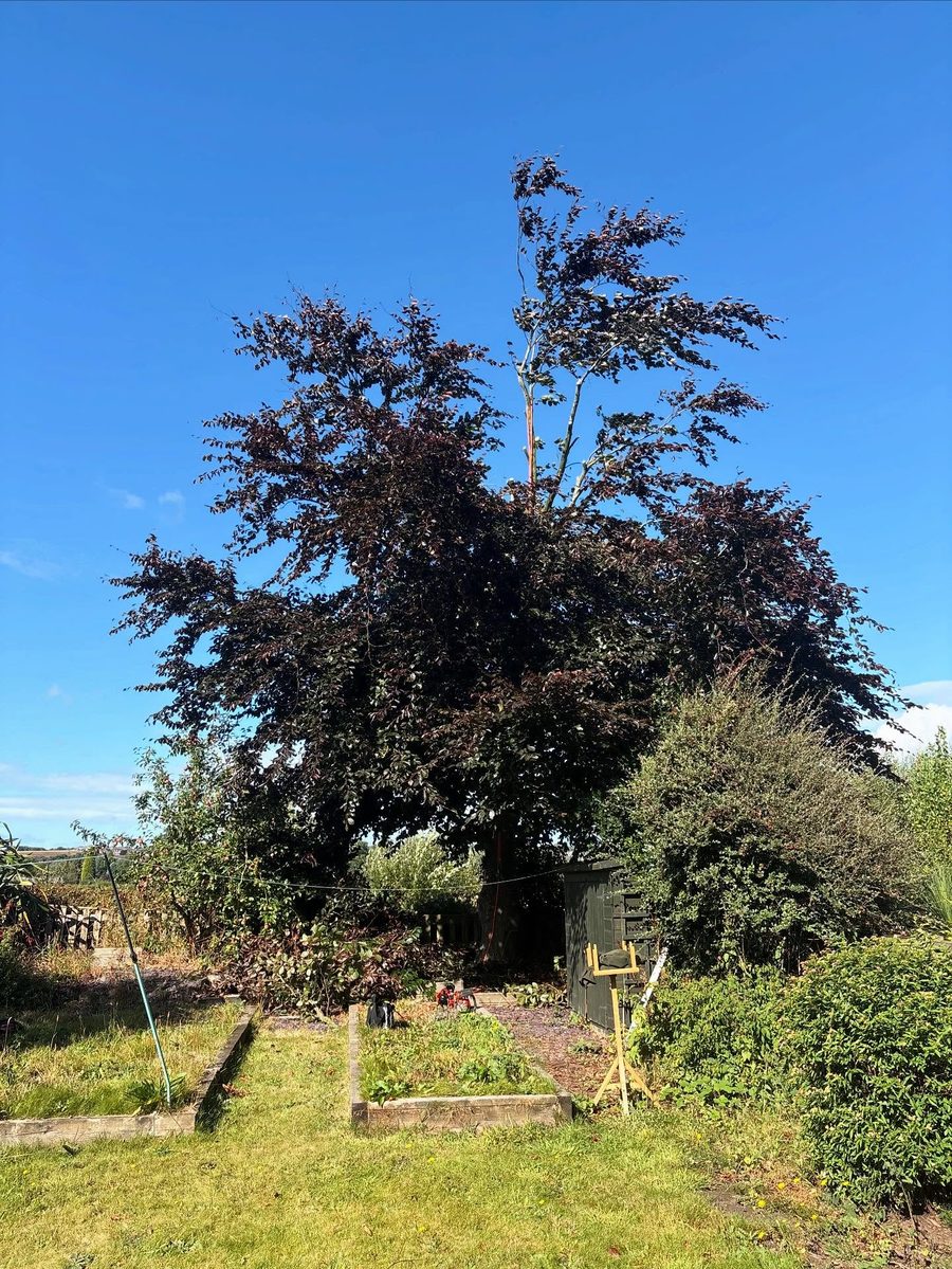 A large copper beech at the end of a garden, raised beds and a shed below it