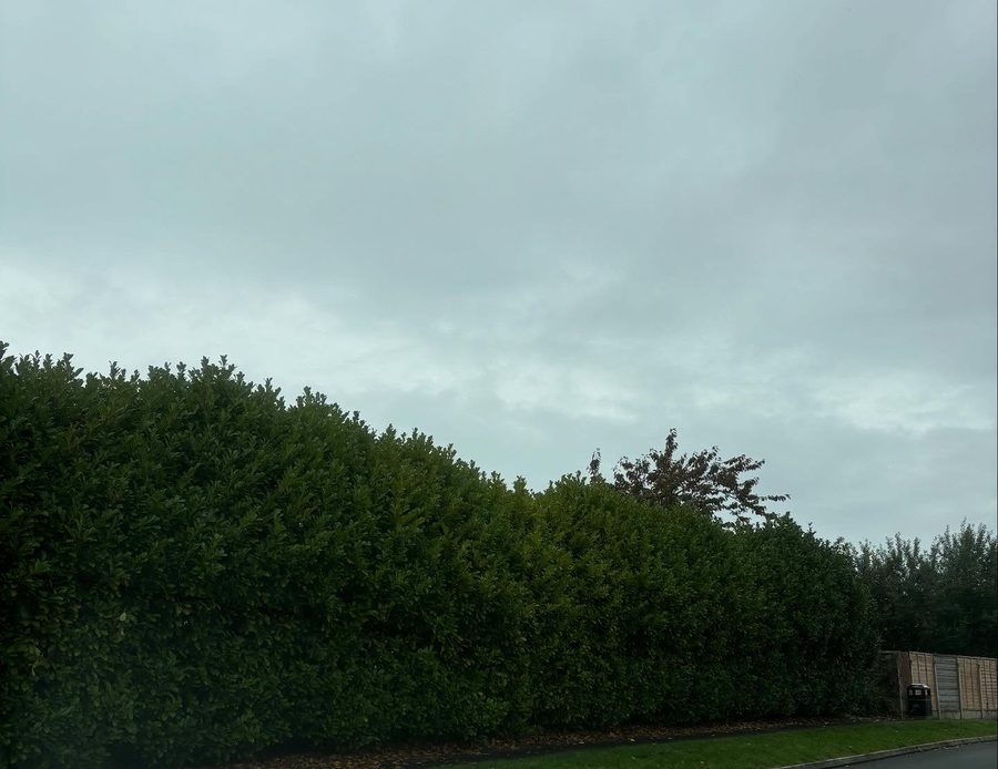 A tall hedge along a road, seen from a van window