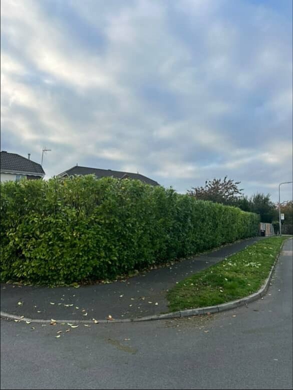 The hedge cut down and squared off along the road