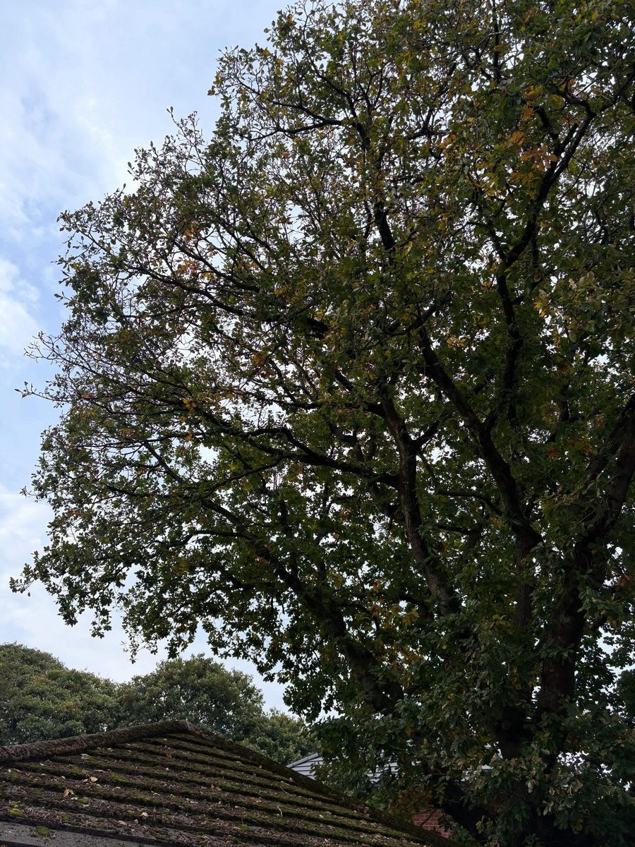 A large oak in full leaf over a garden