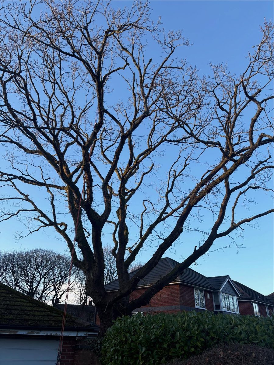 The same oak reduced and bare in winter, a rope still down the trunk