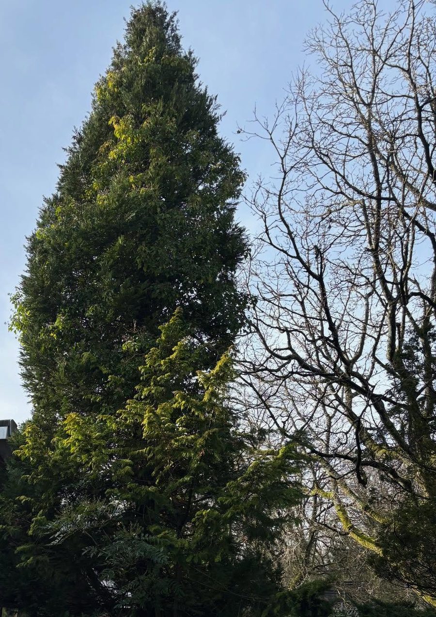 A tall cypress tree beside a house