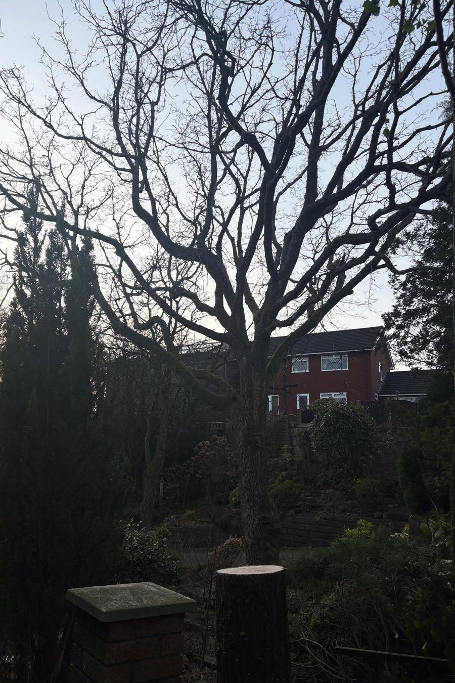 The cypress gone, the garden open to the sky