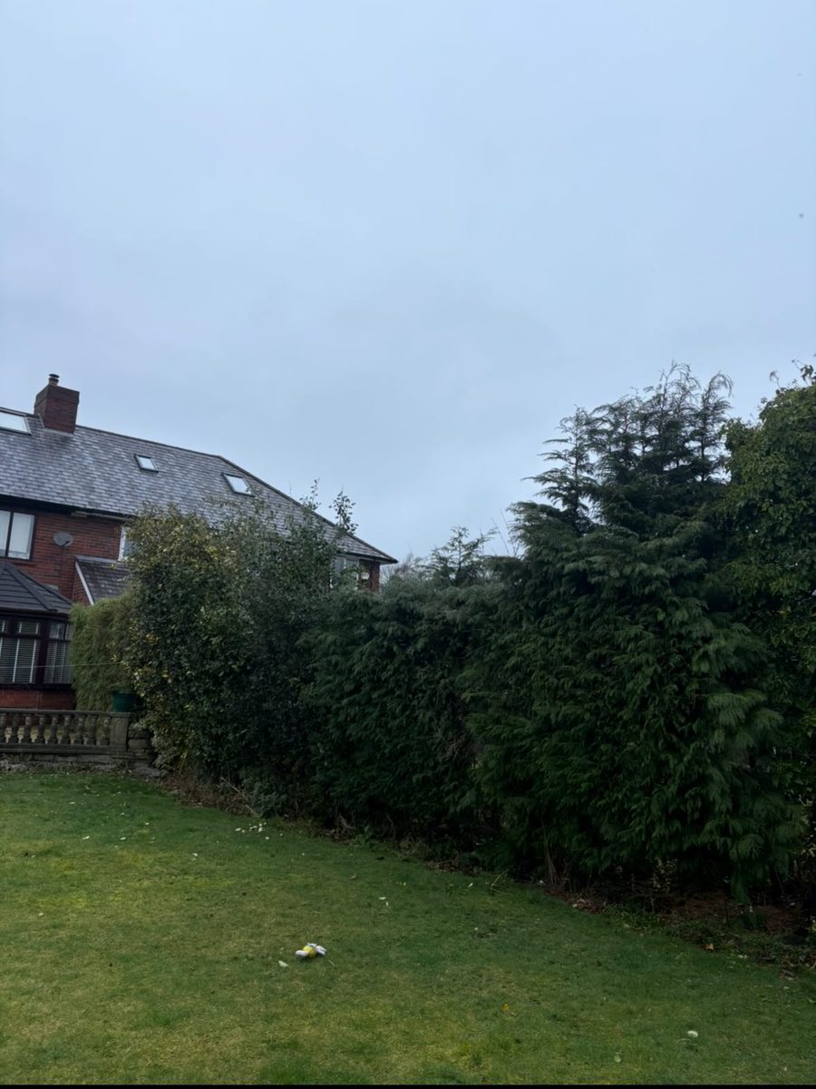 A row of conifers and shrubs along a garden border