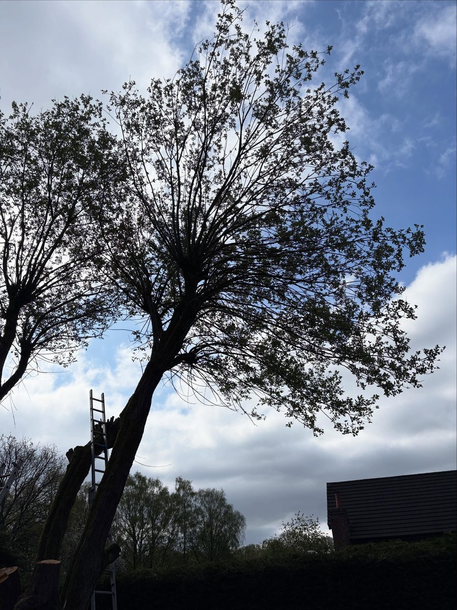 A large willow tree against the sky, a ladder up the trunk