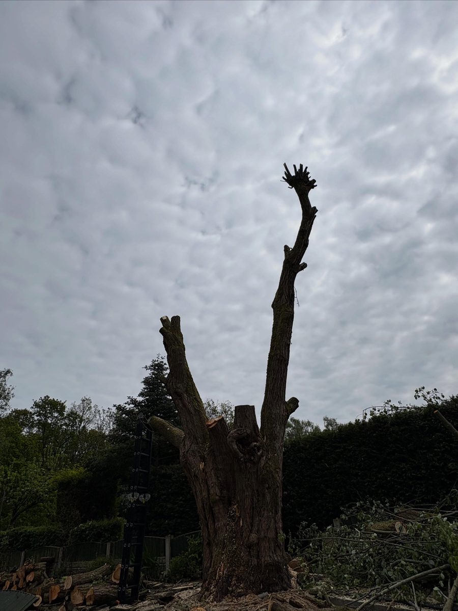 The willow's limbs gone, the trunk cut to a stem