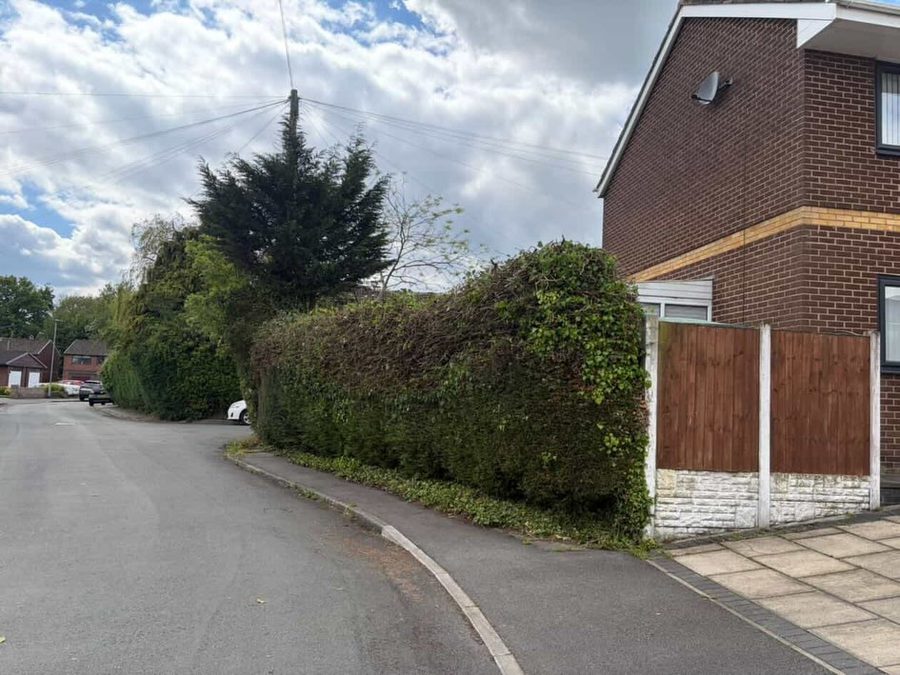 A conifer hedge on a street corner grown out over the pavement, beside a brick house