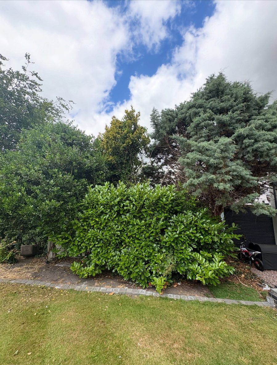 Overgrown shrubs and hedges along a garden bed