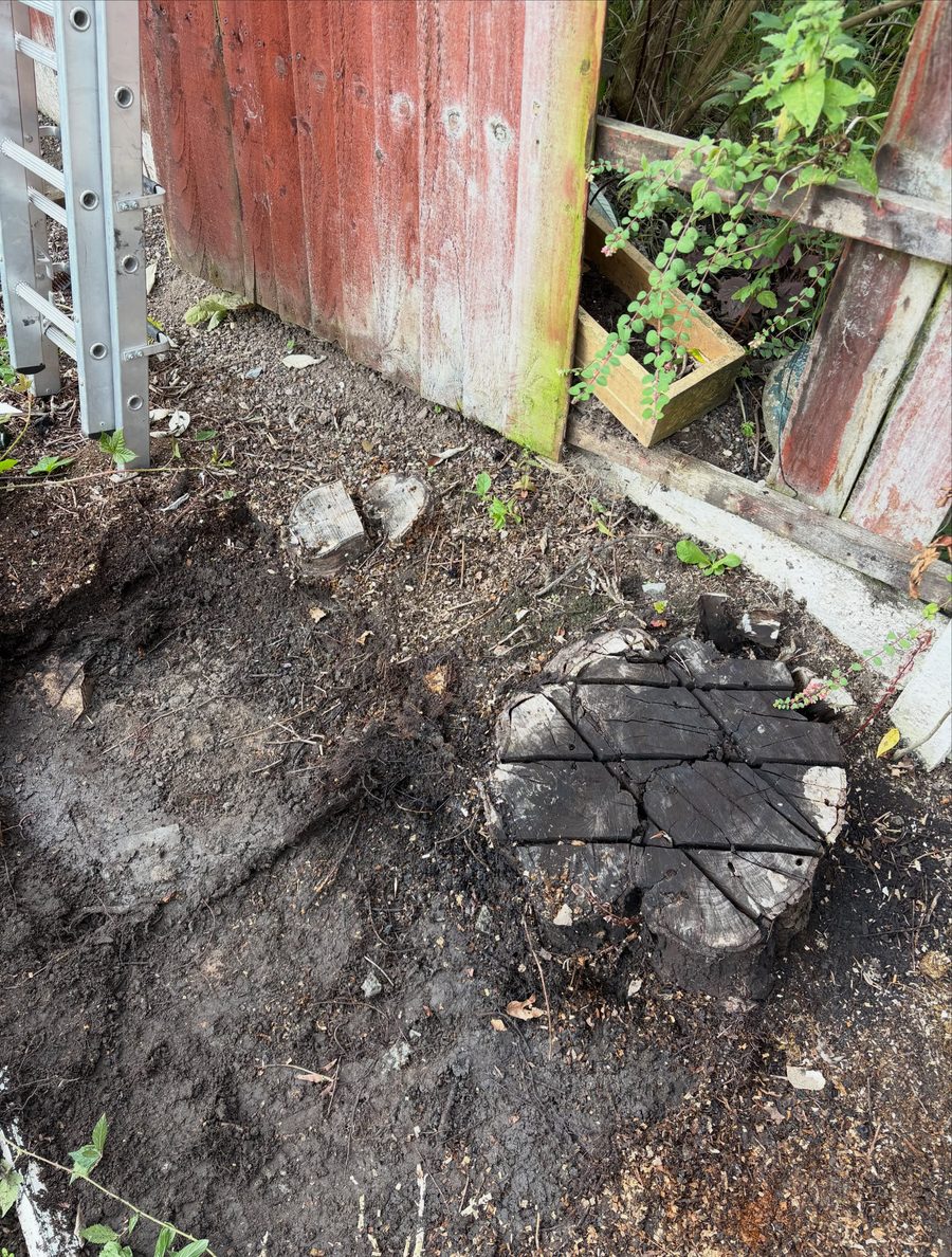 A tree stump cut in a grid ready for the grinder, beside a red fence and a wooden planter box