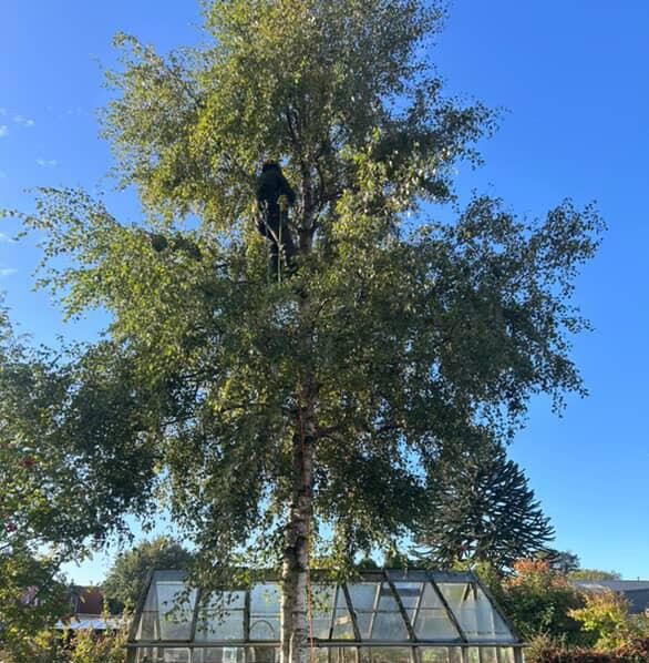 A climber at the top of a silver birch beside a greenhouse