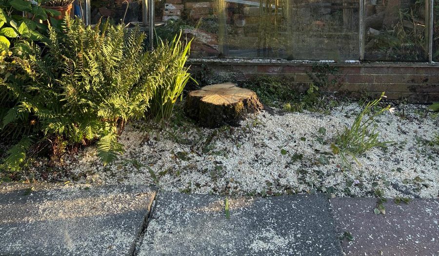 The birch gone, its stump left in the gravel in front of the greenhouse