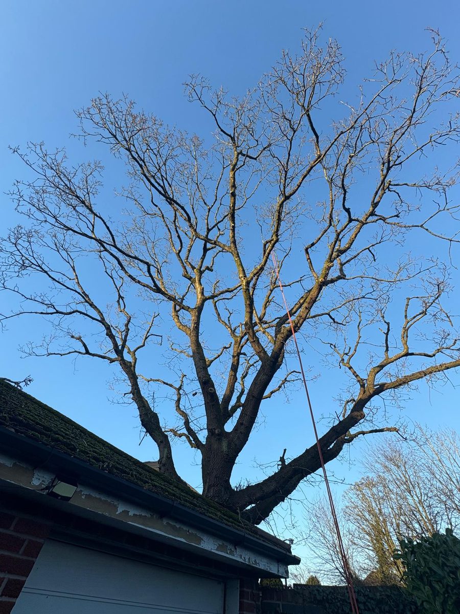 The same oak finished, its crown thinned against a blue sky, a rope still down past the garage roof