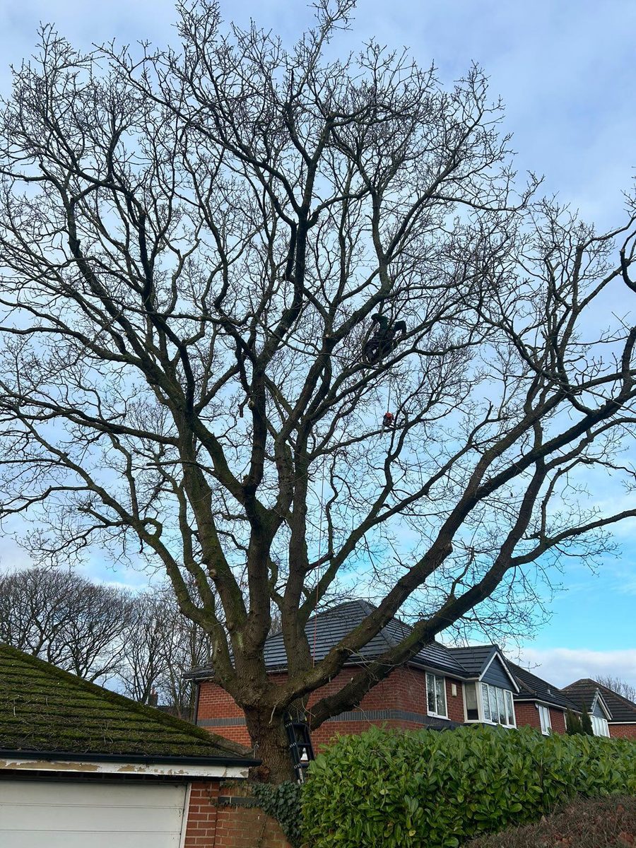 A climber roped in the crown of a big bare oak, part way through the work, houses behind
