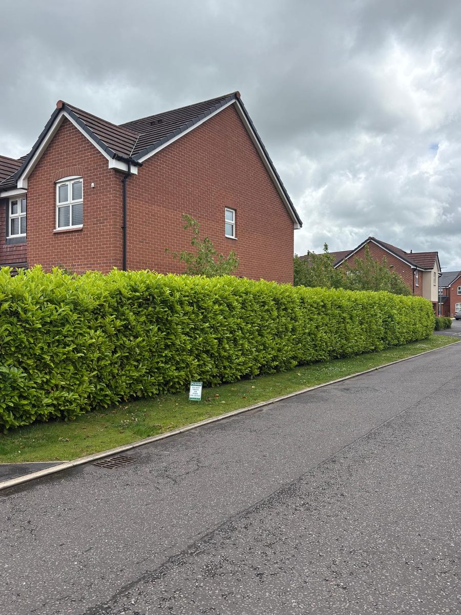 A long laurel hedge along a grass verge, beside a road and a brick house