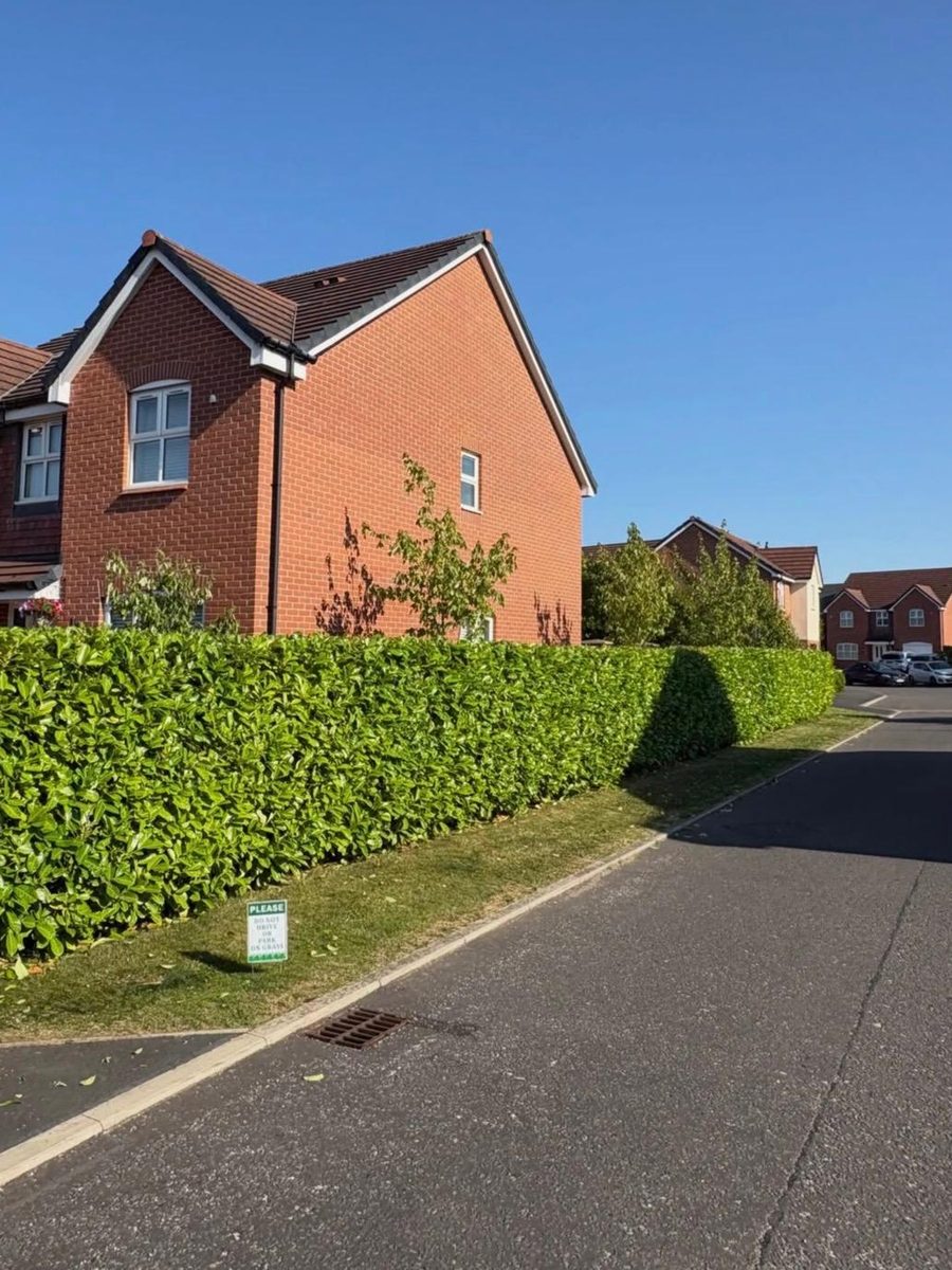 The same hedge cut back lower and level along the verge