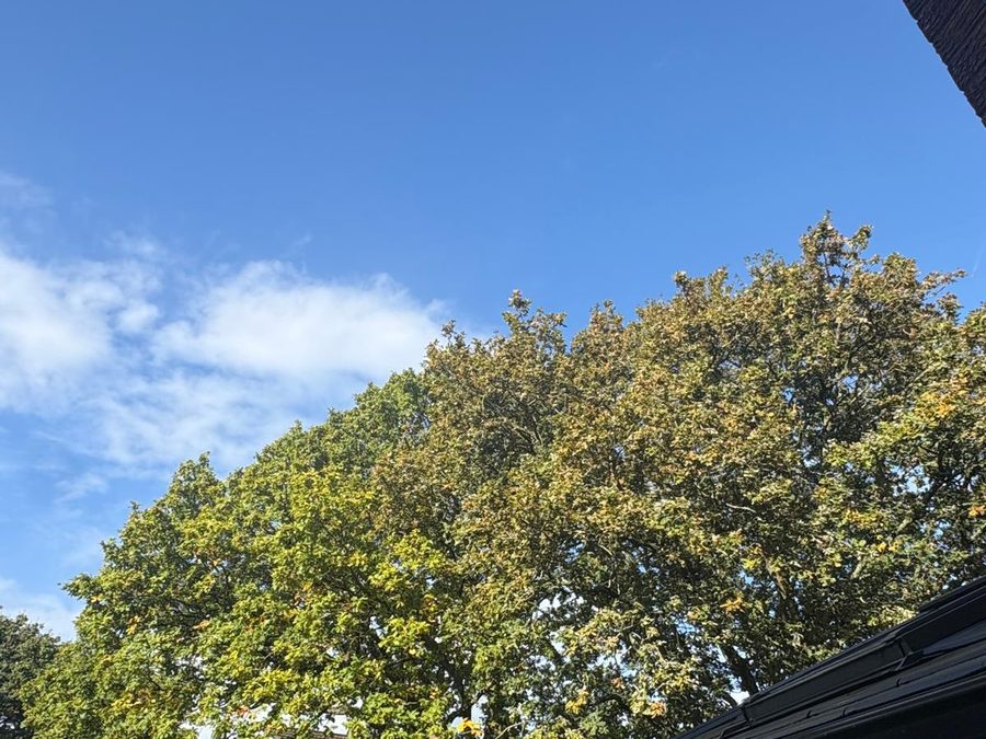 A big oak in full leaf over the roof of a conservatory