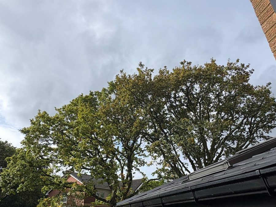 The same oak over the conservatory after crown thinning, more sky through the crown