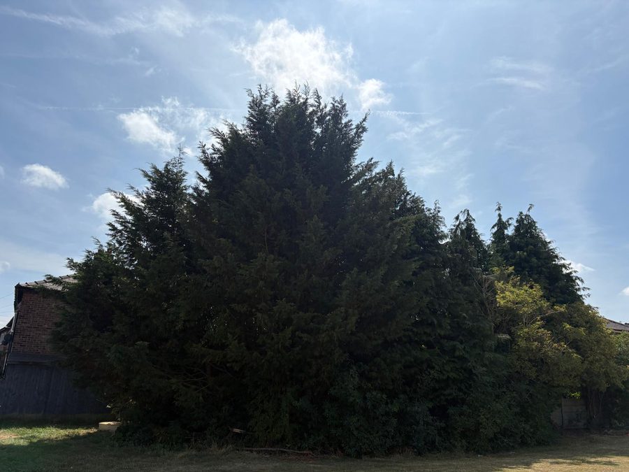 A big stand of conifers on a lawn beside a house