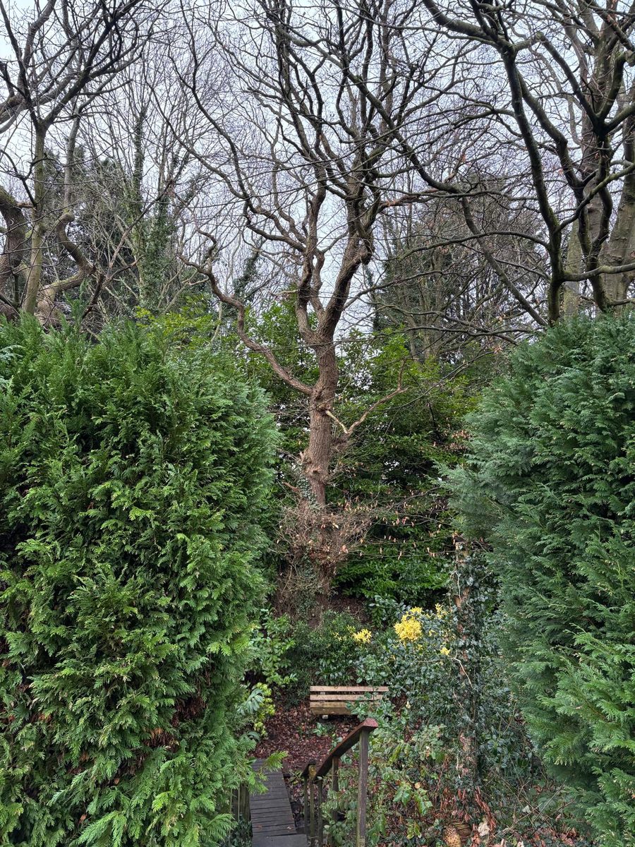 A tall oak between two conifer hedges at the end of a garden, steps and a bench below it