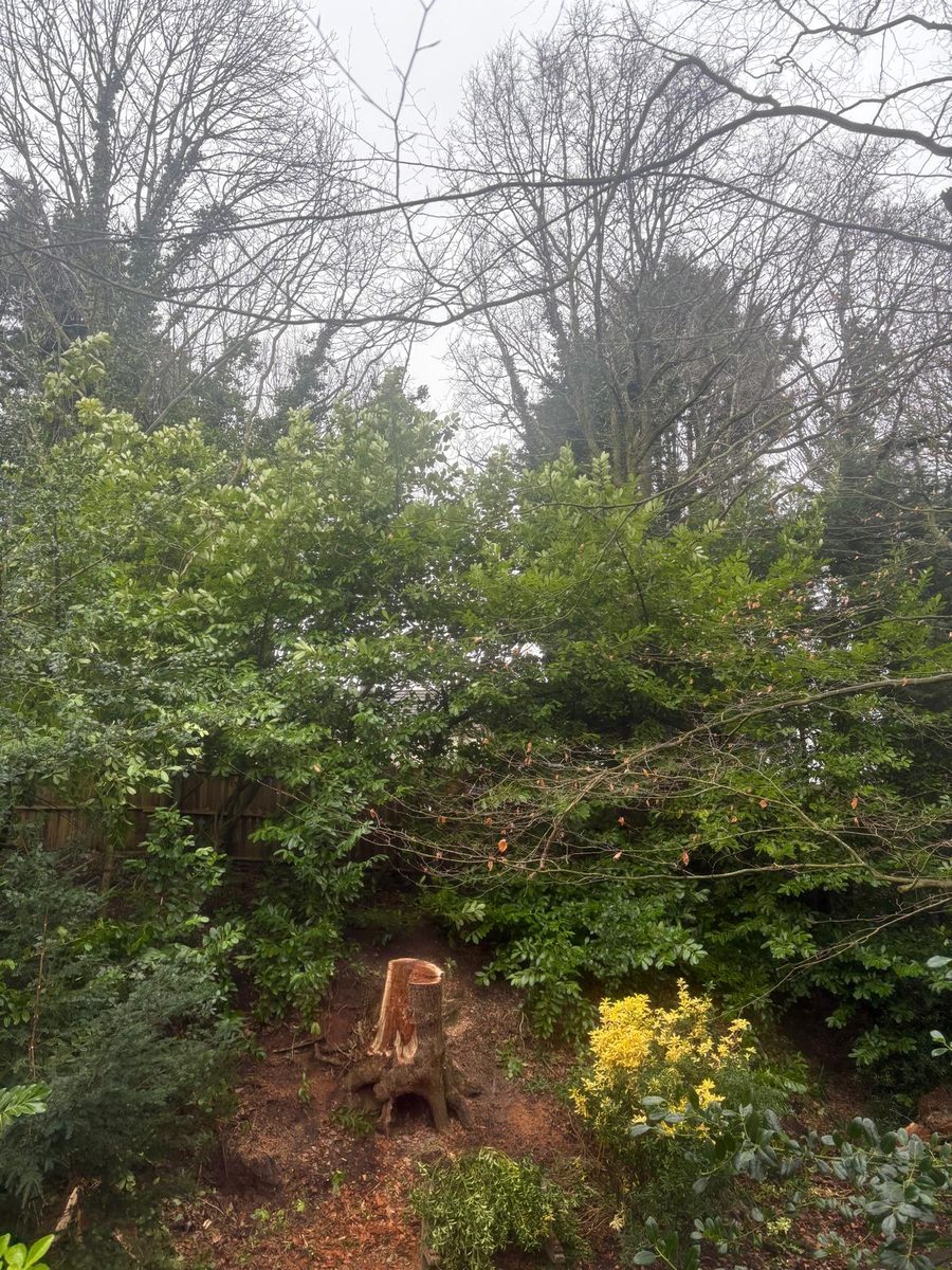 The oak gone, its stump left in the bed beside a yellow shrub